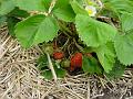 2008-0607_Strawberries_1450_18,9_C